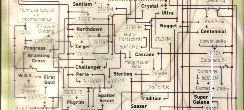 Hop Pedigree
